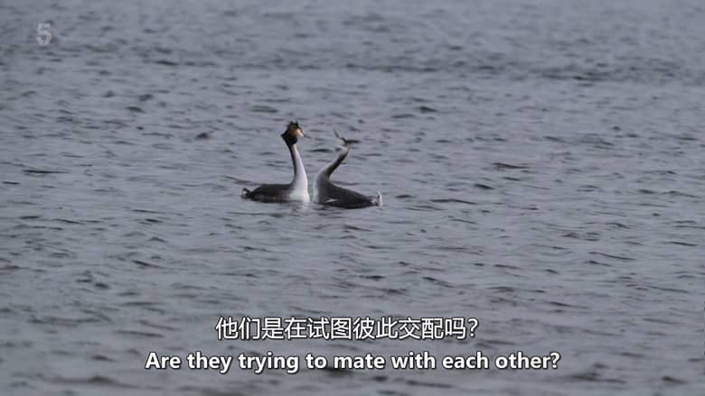 Ch5纪录片《山姆与埃德观鸟记 Sam & Ade Go Birding 2026》全3集 英语中英双字 无水印纯净版 1080P/MKV/8.13G 鸟类纪录片插图6
