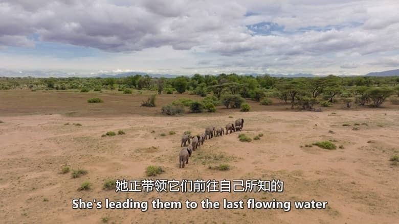 PBS纪录片《自然 Nature 2020-2026》第39-44季全81集 英语中英双字 无水印纯净版 1080P/MKV/184G 自然奇境插图5