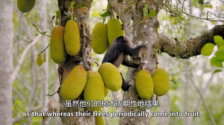 Curiosity纪录片《品味:生命之味 Taste: The Flavor of Life 2024》全2集 英语中英双字 无水印纯净版 味觉的奥秘插图5 Curiosity纪录片《品味:生命之味 Taste: The Flavor of Life 2024》全2集 英语中英双字 无水印纯净版 味觉的奥秘插图5