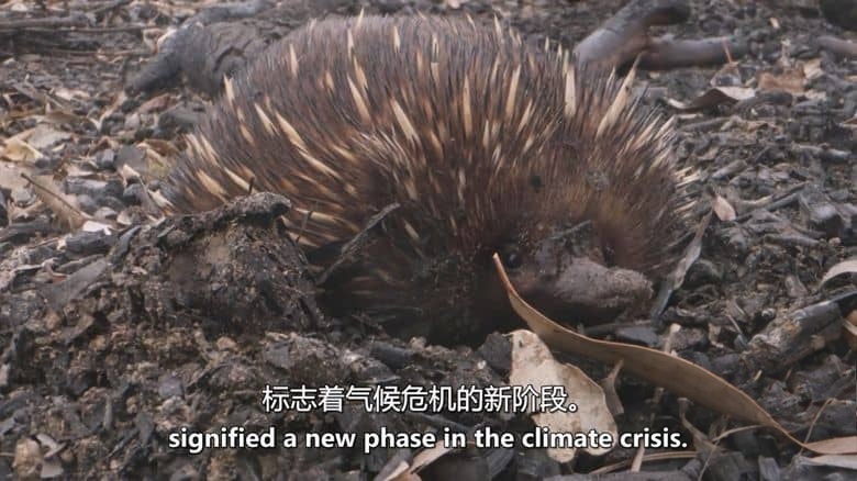 ABC纪录片《野火之后 After the Wildfires 2020》英语中英双字 无水印纯净版 1080P/MKV/859M 澳洲野火插图5 ABC纪录片《野火之后 After the Wildfires 2020》英语中英双字 无水印纯净版 1080P/MKV/859M 澳洲野火插图5
