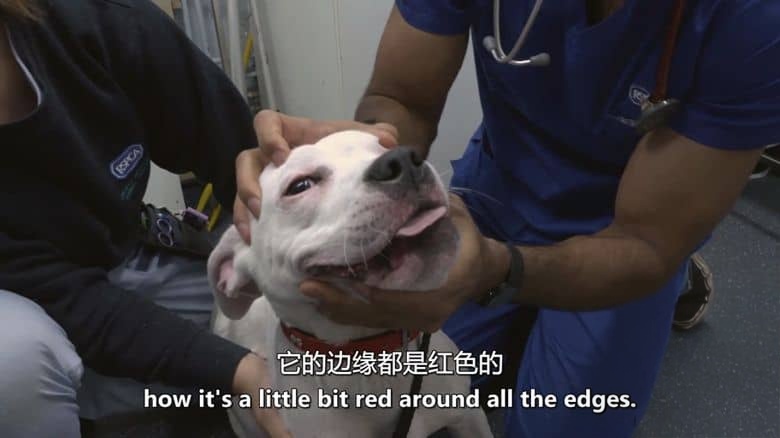 CH4纪录片《动物救援学校 Animal Rescue School 2020》全6集 英语中英双字 无水印纯净版 动物救援插图1 CH4纪录片《动物救援学校 Animal Rescue School 2020》全6集 英语中英双字 无水印纯净版 动物救援插图1