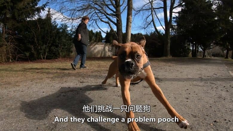 加拿大纪录片《狗狗 Dog Dudes 2019》全8集 英语中英双字 无水印纯净版 狗狗训练专家插图5 加拿大纪录片《狗狗 Dog Dudes 2019》全8集 英语中英双字 无水印纯净版 狗狗训练专家插图5