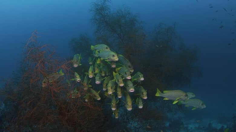 美国纪录片《宝石鱼 Wild Window: Bejeweled Fishes 2016》英语无字 无水印纯净版插图1