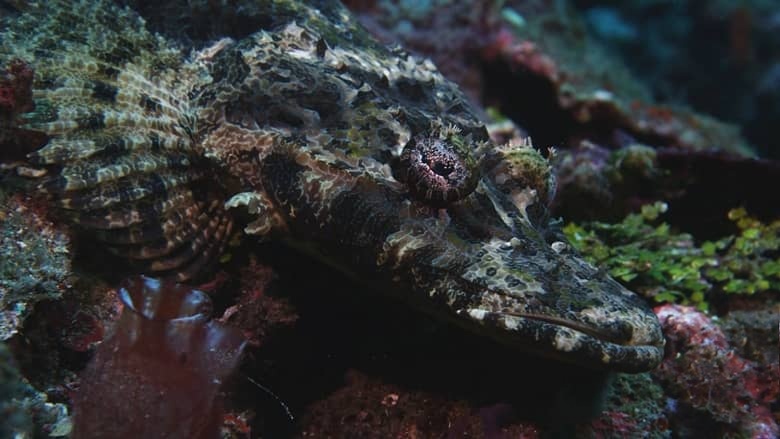 美国纪录片《宝石鱼 Wild Window: Bejeweled Fishes 2016》英语无字 无水印纯净版插图6