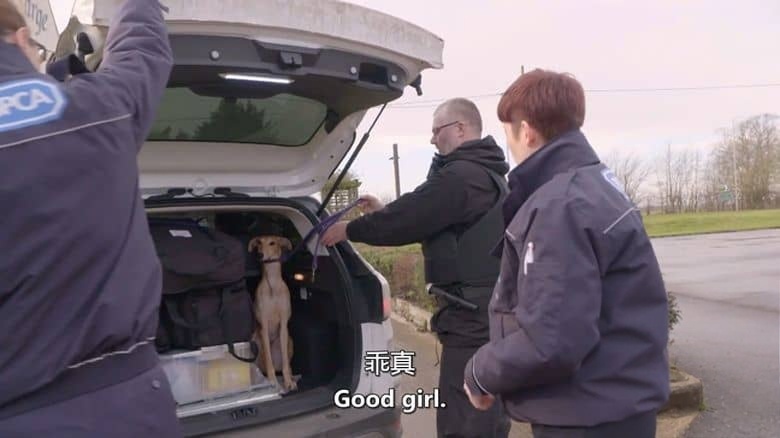 CH4纪录片《动物救援学校 Animal Rescue School 2020》全6集 英语中英双字 无水印纯净版 动物救援插图5 CH4纪录片《动物救援学校 Animal Rescue School 2020》全6集 英语中英双字 无水印纯净版 动物救援插图5
