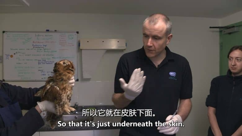 CH4纪录片《动物救援学校 Animal Rescue School 2020》全6集 英语中英双字 无水印纯净版 动物救援插图6 CH4纪录片《动物救援学校 Animal Rescue School 2020》全6集 英语中英双字 无水印纯净版 动物救援插图6