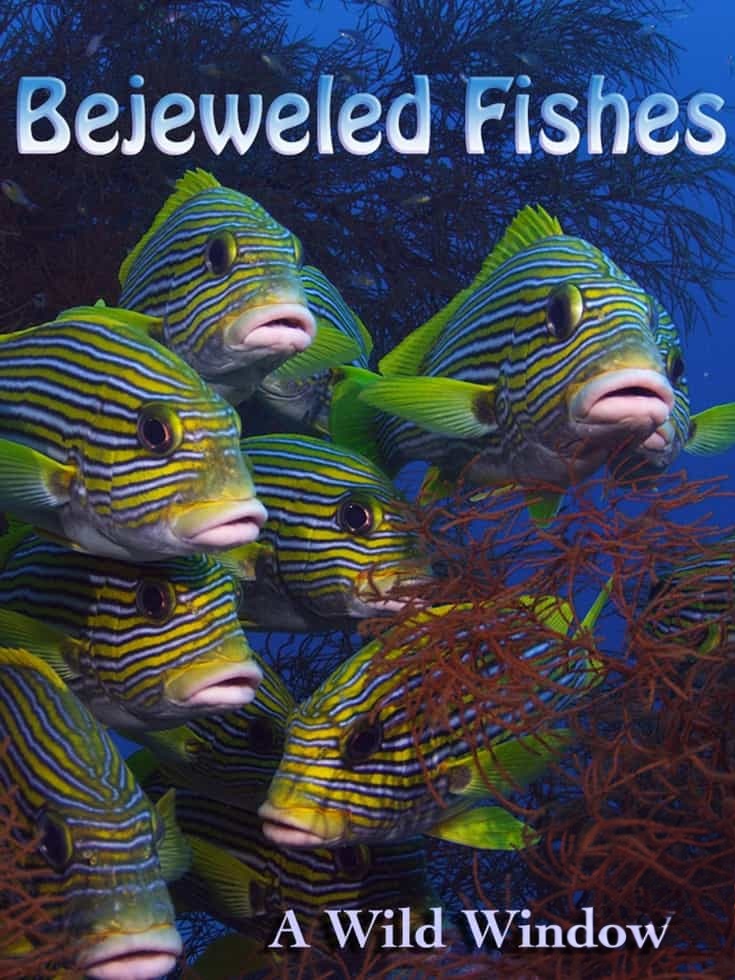 美国纪录片《宝石鱼 Wild Window: Bejeweled Fishes 2016》英语无字 无水印纯净版插图