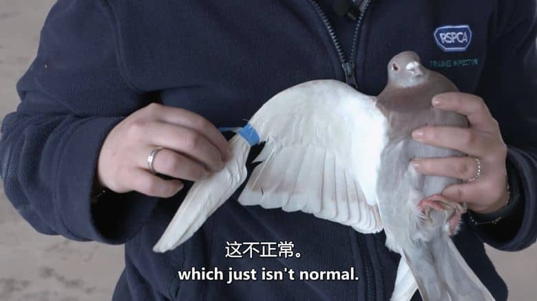 CH4纪录片《动物救援学校 Animal Rescue School 2020》全6集 英语中英双字 无水印纯净版 动物救援插图3 CH4纪录片《动物救援学校 Animal Rescue School 2020》全6集 英语中英双字 无水印纯净版 动物救援插图3