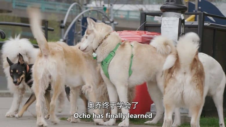 加拿大纪录片《狗狗 Dog Dudes 2019》全8集 英语中英双字 无水印纯净版 狗狗训练专家插图3 加拿大纪录片《狗狗 Dog Dudes 2019》全8集 英语中英双字 无水印纯净版 狗狗训练专家插图3