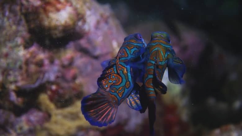 美国纪录片《宝石鱼 Wild Window: Bejeweled Fishes 2016》英语无字 无水印纯净版插图3
