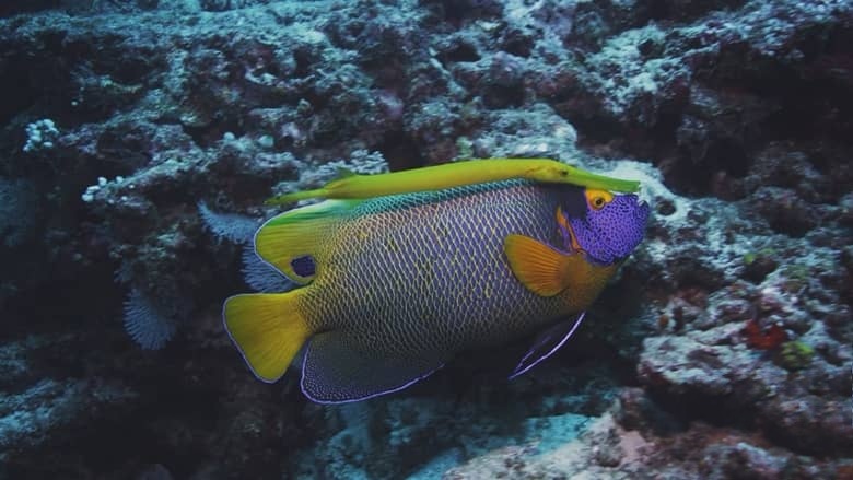 美国纪录片《宝石鱼 Wild Window: Bejeweled Fishes 2016》英语无字 无水印纯净版插图7