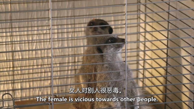 CH4纪录片《动物救援学校 Animal Rescue School 2020》全6集 英语中英双字 无水印纯净版 动物救援插图2 CH4纪录片《动物救援学校 Animal Rescue School 2020》全6集 英语中英双字 无水印纯净版 动物救援插图2