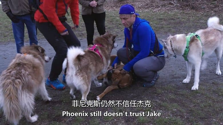 加拿大纪录片《狗狗 Dog Dudes 2019》全8集 英语中英双字 无水印纯净版 狗狗训练专家插图4 加拿大纪录片《狗狗 Dog Dudes 2019》全8集 英语中英双字 无水印纯净版 狗狗训练专家插图4