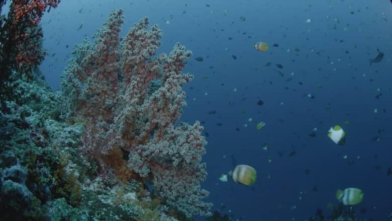 美国纪录片《宝石鱼 Wild Window: Bejeweled Fishes 2016》英语无字 无水印纯净版插图2