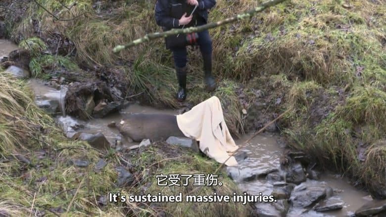 CH4纪录片《动物救援学校 Animal Rescue School 2020》全6集 英语中英双字 无水印纯净版 动物救援插图4 CH4纪录片《动物救援学校 Animal Rescue School 2020》全6集 英语中英双字 无水印纯净版 动物救援插图4