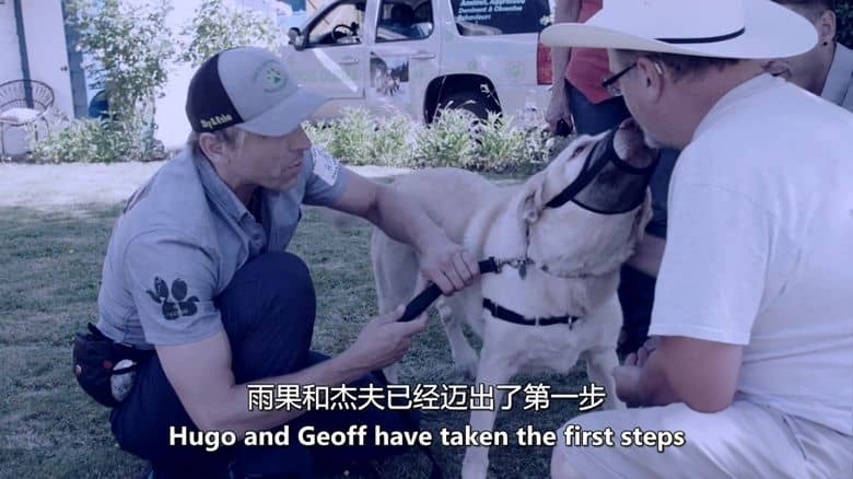 加拿大纪录片《狗狗 Dog Dudes 2019》全8集 英语中英双字 无水印纯净版 狗狗训练专家插图2 加拿大纪录片《狗狗 Dog Dudes 2019》全8集 英语中英双字 无水印纯净版 狗狗训练专家插图2