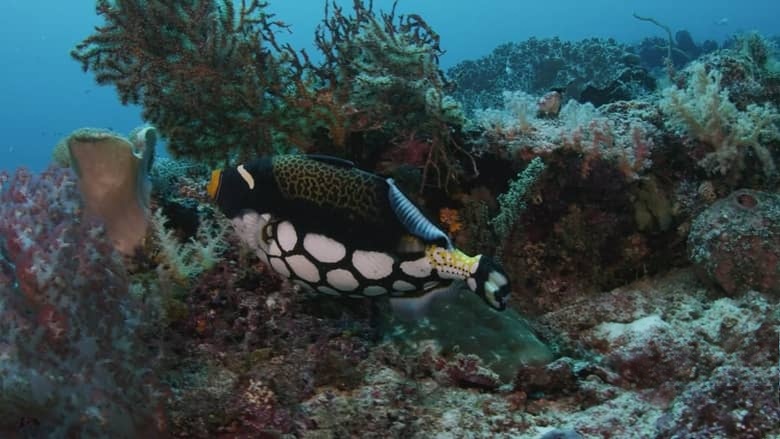 美国纪录片《宝石鱼 Wild Window: Bejeweled Fishes 2016》英语无字 无水印纯净版插图4