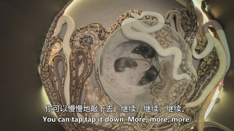 美国纪录片《恐惧因素:恐惧之屋 Fear Factor: House of Fear 2026》第一季全12集 英语中英双字 无水印纯净版 极限恐惧挑战插图6 美国纪录片《恐惧因素:恐惧之屋 Fear Factor: House of Fear 2026》第一季全12集 英语中英双字 无水印纯净版 极限恐惧挑战插图6