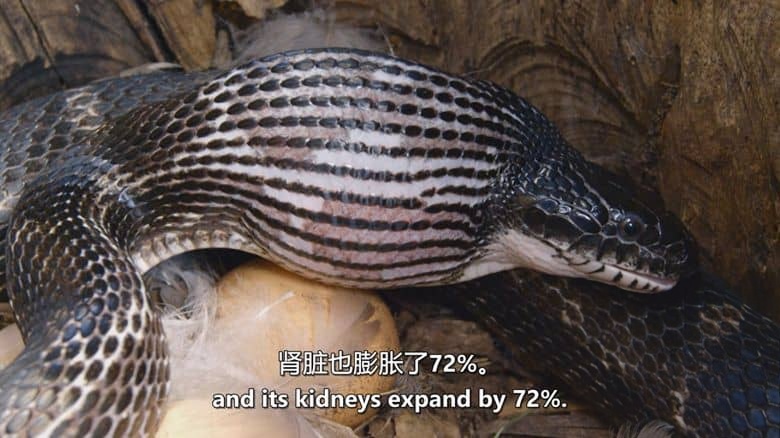 科学频道《离奇证据 Strange Evidence 2023》第8季全10集 英语中英双字 官方纯净版 奇怪的证据插图2 科学频道《离奇证据 Strange Evidence 2023》第8季全10集 英语中英双字 官方纯净版 奇怪的证据插图2