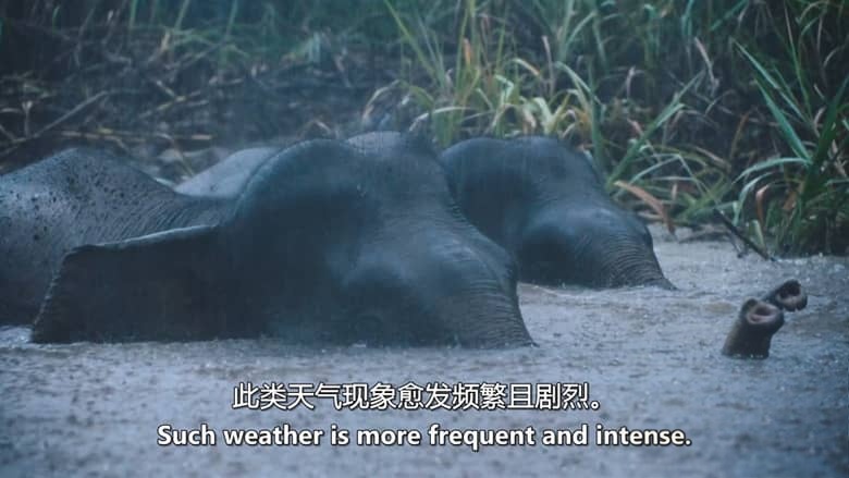 ITV纪录片《自然之力 Force of Nature 2026》全6集 英语中英双字 无水印纯净版 气候与动物插图8 ITV纪录片《自然之力 Force of Nature 2026》全6集 英语中英双字 无水印纯净版 气候与动物插图8