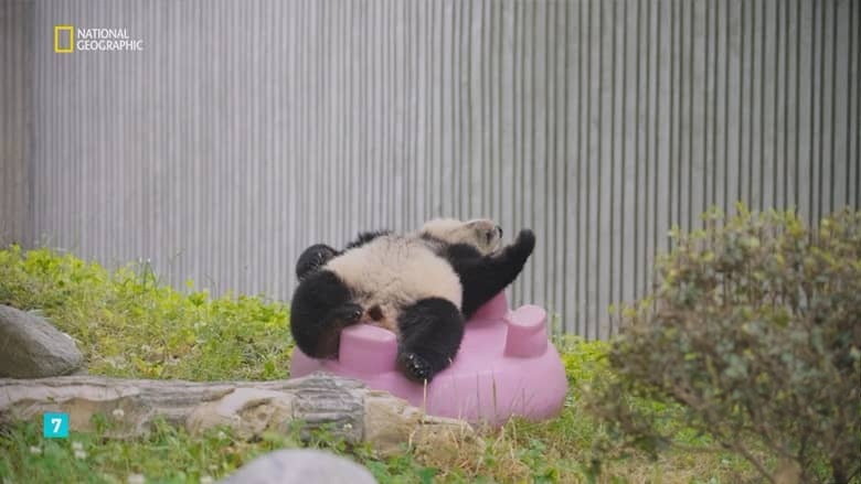 国家地理《熊猫学堂 Panda School 2026》全3集 俄语无字 无水印纯净版 熊猫学校插图7 国家地理《熊猫学堂 Panda School 2026》全3集 俄语无字 无水印纯净版 熊猫学校插图7