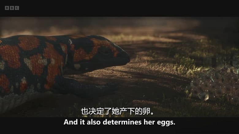 BBC纪录片《进化 Evolution 2026》全5集 英语中英双字 无水印纯净版 地球生命演化史诗插图7