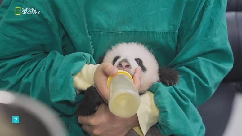 国家地理《熊猫学堂 Panda School 2026》全3集 俄语无字 无水印纯净版 熊猫学校插图6 国家地理《熊猫学堂 Panda School 2026》全3集 俄语无字 无水印纯净版 熊猫学校插图6