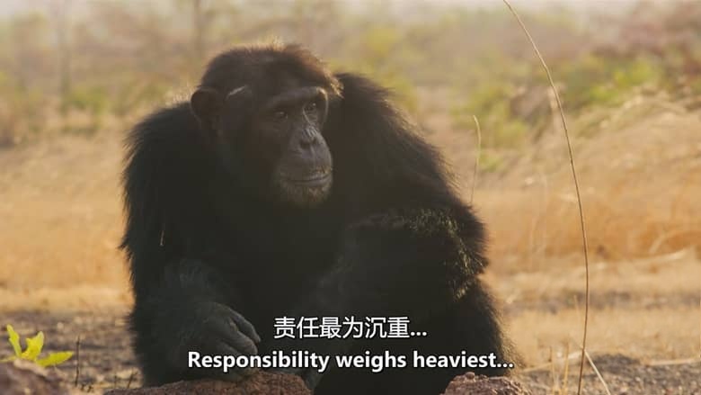 ITV纪录片《自然之力 Force of Nature 2026》全6集 英语中英双字 无水印纯净版 气候与动物插图4 ITV纪录片《自然之力 Force of Nature 2026》全6集 英语中英双字 无水印纯净版 气候与动物插图4
