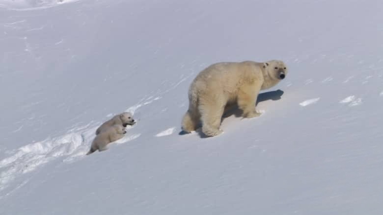 PBS纪录片《冰雪纪元 Ages of Ice 2026》全3集 英语中英双字 无水印纯净版 探索冰冻世界插图2 PBS纪录片《冰雪纪元 Ages of Ice 2026》全3集 英语中英双字 无水印纯净版 探索冰冻世界插图2