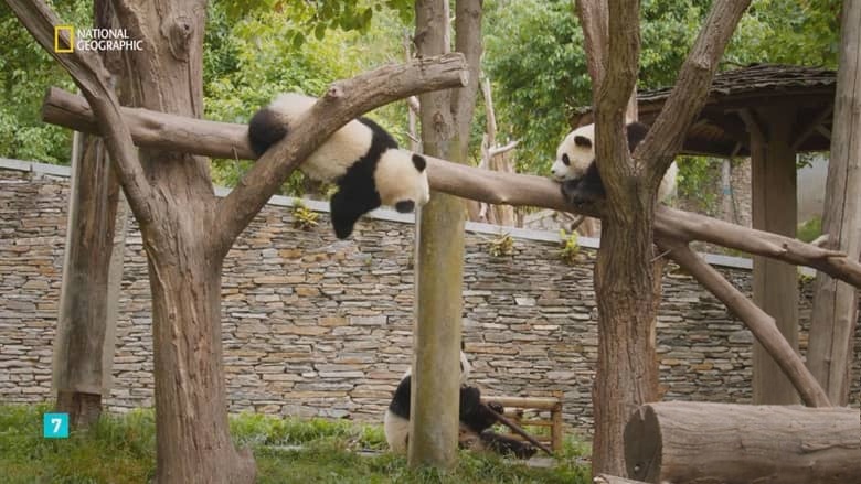 国家地理《熊猫学堂 Panda School 2026》全3集 俄语无字 无水印纯净版 熊猫学校插图4 国家地理《熊猫学堂 Panda School 2026》全3集 俄语无字 无水印纯净版 熊猫学校插图4