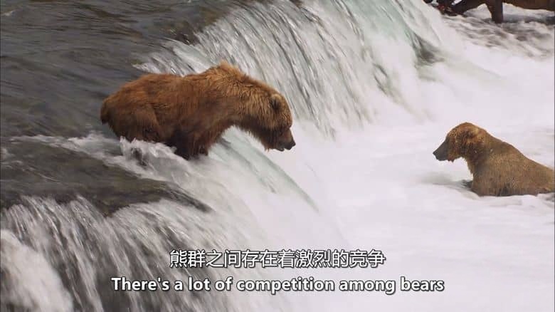 美国纪录片《美国国家公园奇观 Wonders of America’s National Parks 2020》英语中英双字 无水印纯净版 美国国家公园插图7