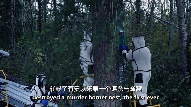探索频道《凶杀黄蜂队的进攻 Attack of the Murder Hornets 2021》英语中英双字 无水印纯净版 入侵物种大黄蜂插图5 探索频道《凶杀黄蜂队的进攻 Attack of the Murder Hornets 2021》英语中英双字 无水印纯净版 入侵物种大黄蜂插图5