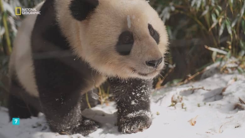 国家地理《熊猫学堂 Panda School 2026》全3集 俄语无字 无水印纯净版 熊猫学校插图1 国家地理《熊猫学堂 Panda School 2026》全3集 俄语无字 无水印纯净版 熊猫学校插图1