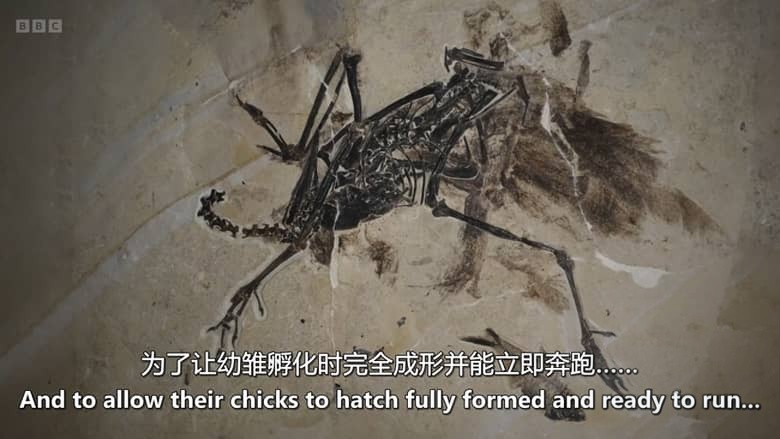 BBC纪录片《进化 Evolution 2026》全5集 英语中英双字 无水印纯净版 地球生命演化史诗插图1