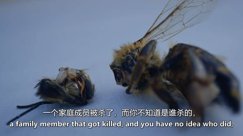 探索频道《凶杀黄蜂队的进攻 Attack of the Murder Hornets 2021》英语中英双字 无水印纯净版 入侵物种大黄蜂插图1 探索频道《凶杀黄蜂队的进攻 Attack of the Murder Hornets 2021》英语中英双字 无水印纯净版 入侵物种大黄蜂插图1