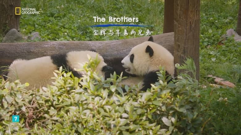 国家地理《熊猫学堂 Panda School 2026》全3集 俄语无字 无水印纯净版 熊猫学校插图3 国家地理《熊猫学堂 Panda School 2026》全3集 俄语无字 无水印纯净版 熊猫学校插图3
