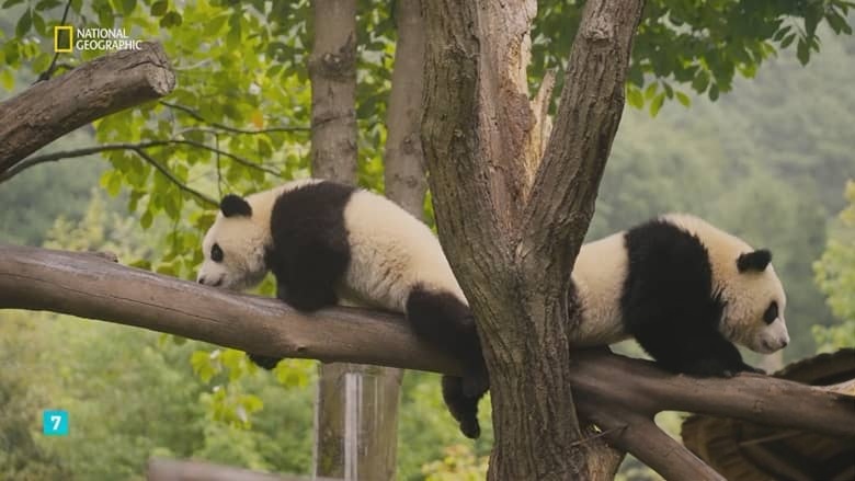 国家地理《熊猫学堂 Panda School 2026》全3集 俄语无字 无水印纯净版 熊猫学校插图5 国家地理《熊猫学堂 Panda School 2026》全3集 俄语无字 无水印纯净版 熊猫学校插图5