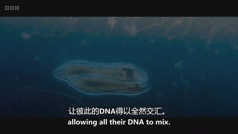 BBC纪录片《进化 Evolution 2026》全5集 英语中英双字 无水印纯净版 地球生命演化史诗插图5