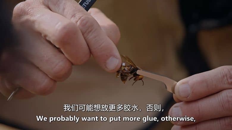 探索频道《凶杀黄蜂队的进攻 Attack of the Murder Hornets 2021》英语中英双字 无水印纯净版 入侵物种大黄蜂插图4 探索频道《凶杀黄蜂队的进攻 Attack of the Murder Hornets 2021》英语中英双字 无水印纯净版 入侵物种大黄蜂插图4