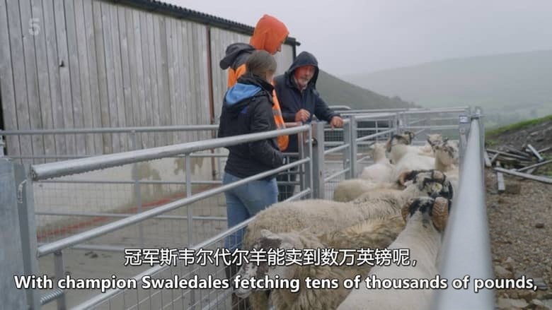 CH5纪录片《鲁本·欧文：谷地生活 Reuben Owen: Life in the Dales 2026》第三季共6集 英语中英双字 无水印纯净版 英国农场生活插图2