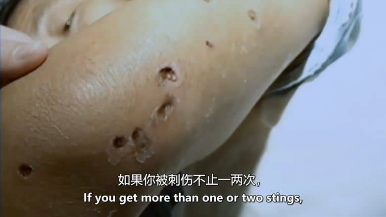 探索频道《凶杀黄蜂队的进攻 Attack of the Murder Hornets 2021》英语中英双字 无水印纯净版 入侵物种大黄蜂插图2 探索频道《凶杀黄蜂队的进攻 Attack of the Murder Hornets 2021》英语中英双字 无水印纯净版 入侵物种大黄蜂插图2